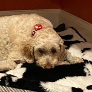 Meet your Posher, Suzanne